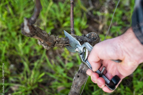 Close-up of a vine grower hand. Prune the vineyard with professional steel scissors. Traditional agriculture. 