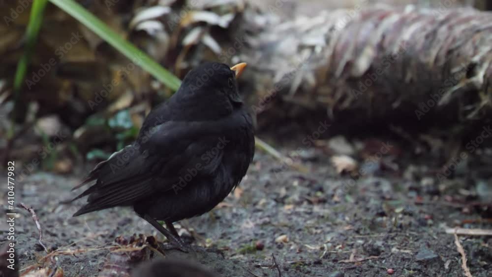 Injured common blackbird or Turdus merula looks warily at camera. Dark bird with bare skin on back is going to skip away. Sochi, Russia. Injured common blackbird or Turdus merula looks warily at camera. Dark bird with bare skin on back is going to skip away. Sochi, Russia.