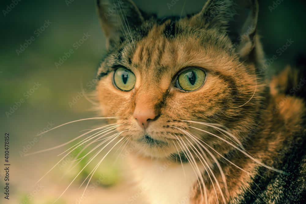 close up portrait of a cat