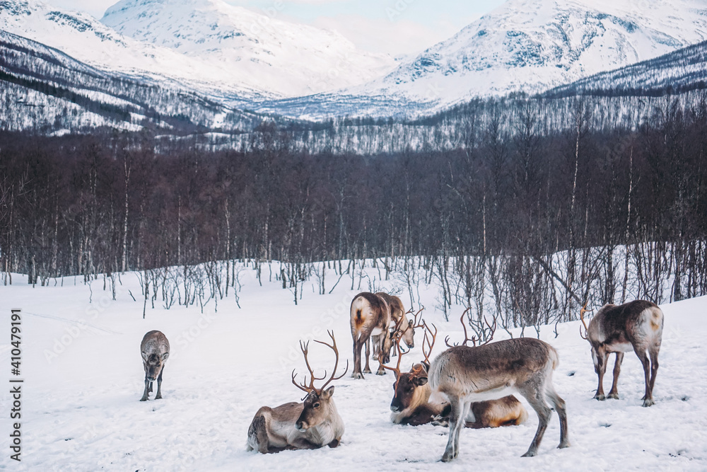 Glückliche Rentiere in einer Herde auf einer großen Weide in Norwegen, Skandinavien. Gute und ökologische Tierhaltung in der Landwirtschaft. Glückliche Rentiere in einer Herde auf einer großen Weide in Norwegen, Skandinavien. Gute und ökologische Tierhaltung in der Landwirtschaft.