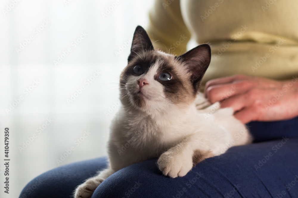 The woman caresses a small Siamese kitten. Siamese white kitten sitting in the woman's arms. Beloved cat. Image for veterinary clinics. Domestic life. Inner life.