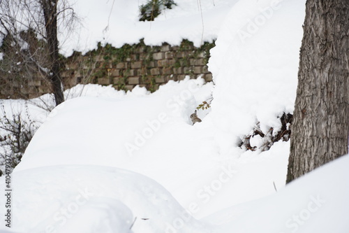 雪の中のうさぎ