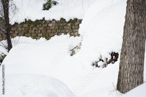 雪の中のうさぎ
