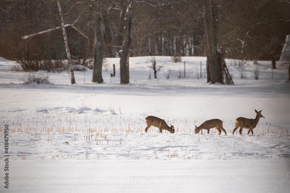 among the bushes can be seen as deer on a white snowy field looking for food
