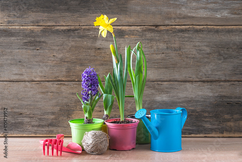 Easter or spring gardening concept. Blooming hyacinth, daffodil in flower pots, gardening tools, watering can on old non paint wooden background.