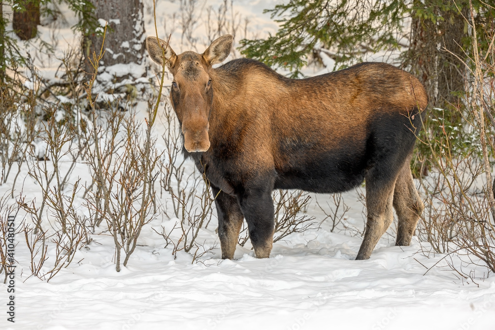 Cow moose (Alces alces) eating in twigs in a snowy forest Cow moose (Alces alces) eating in twigs in a snowy forest