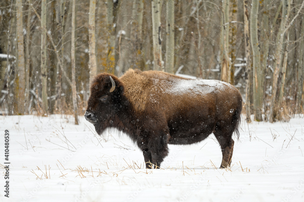 Wood bison (Bison bison athabascae) grazing and roaming in the winter snowfall in the Elk Island National Park, Alberta, Canada Wood bison (Bison bison athabascae) grazing and roaming in the winter snowfall in the Elk Island National Park, Alberta, Canada