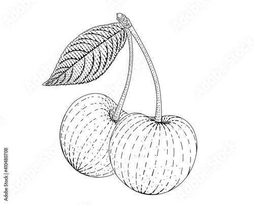 Сherry, cherry-tree vector engraved style illustration for posters, decoration and print. Hand drawn etching sketch of passion fruit in monochrome. Detailed vegetarian food linocut drawing. Scratch bo