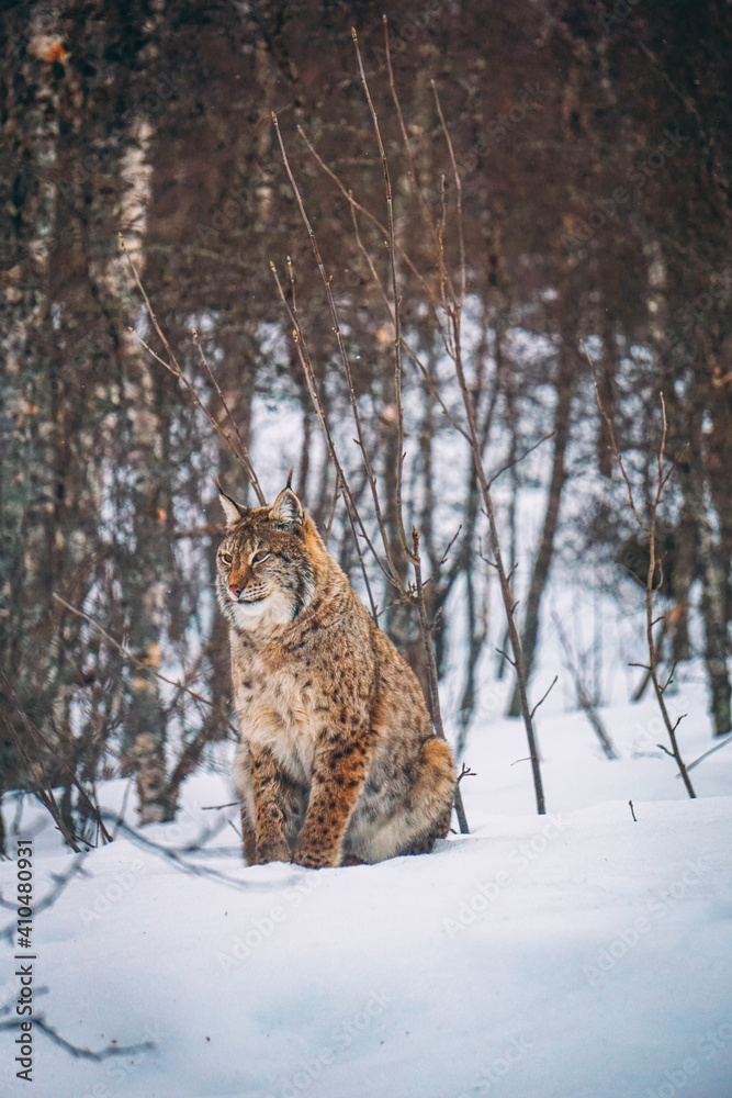 Obraz premium Junger europäischer Luchs streift durch sein Gebiet in Norwegen. Großkatzen in freier Wildbahn im Winter. 