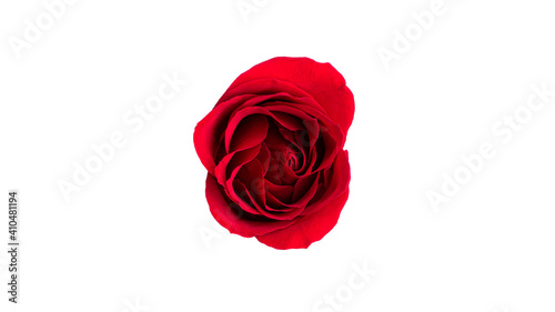 Red rose flower isolated on a white background.