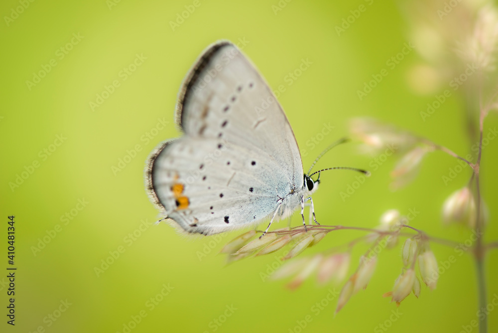 butterfly on a flower
