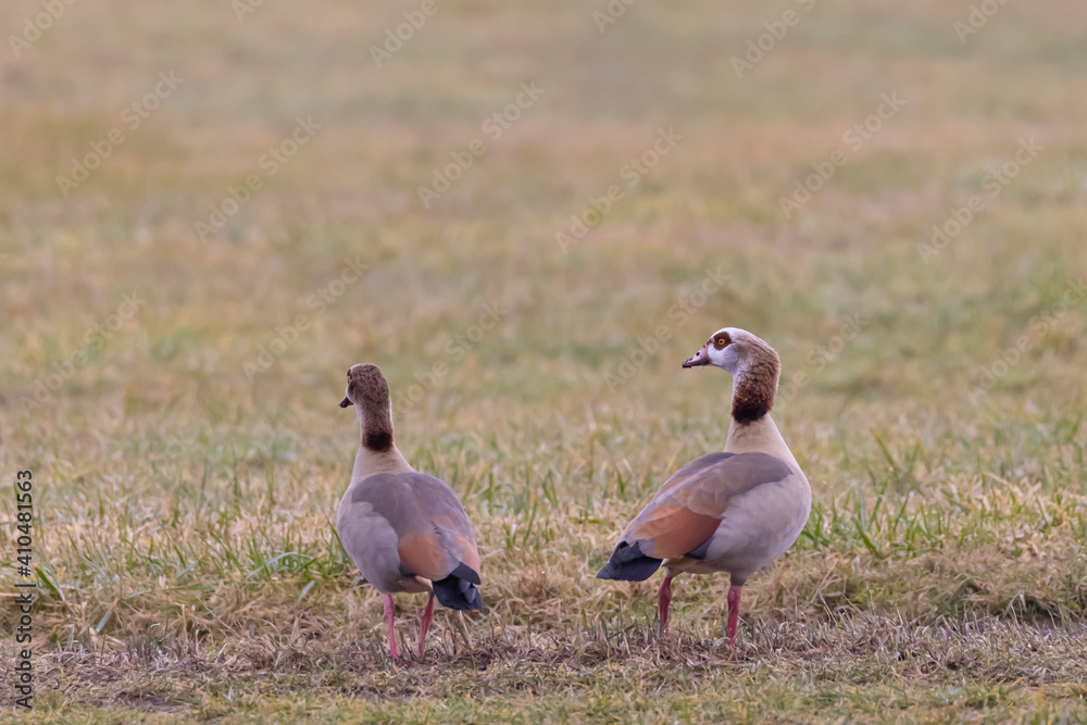 Nilgänse stehen nebeneinander auf einer wiese Nilgänse stehen nebeneinander auf einer wiese