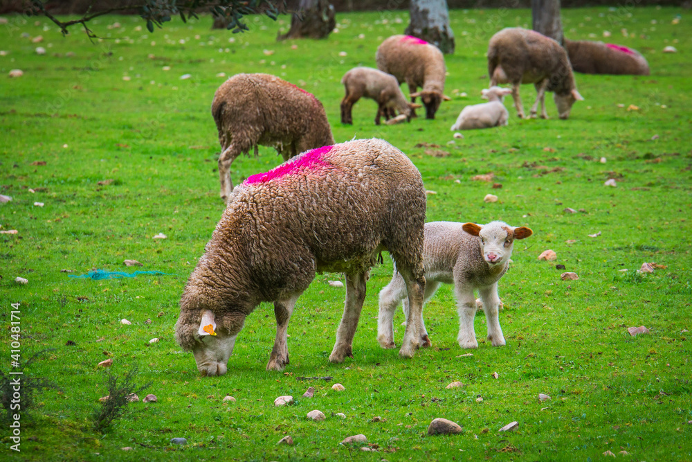 Baby lamb in the pasture of the portuguese region of Ribatejo Baby lamb in the pasture of the portuguese region of Ribatejo
