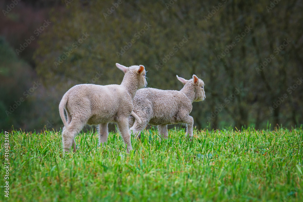 Baby lamb in the pasture of the portuguese region of Ribatejo