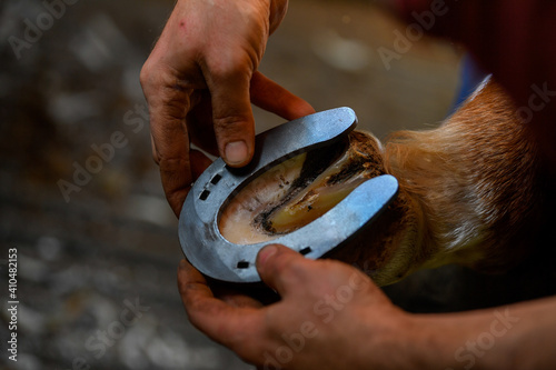 A farrier attaching a horseshoe to a horse hoof photo