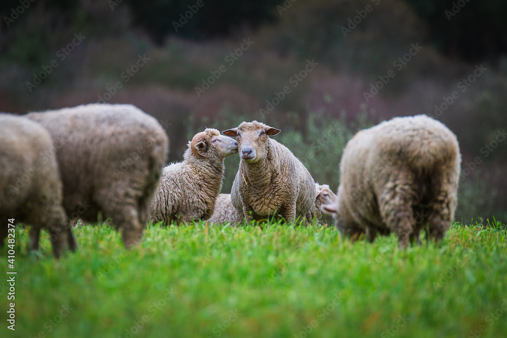 Sheeps in a tender moment. Sheeps having a kiss in the middle of the herd. Kissing sheeps Sheeps in a tender moment. Sheeps having a kiss in the middle of the herd. Kissing sheeps