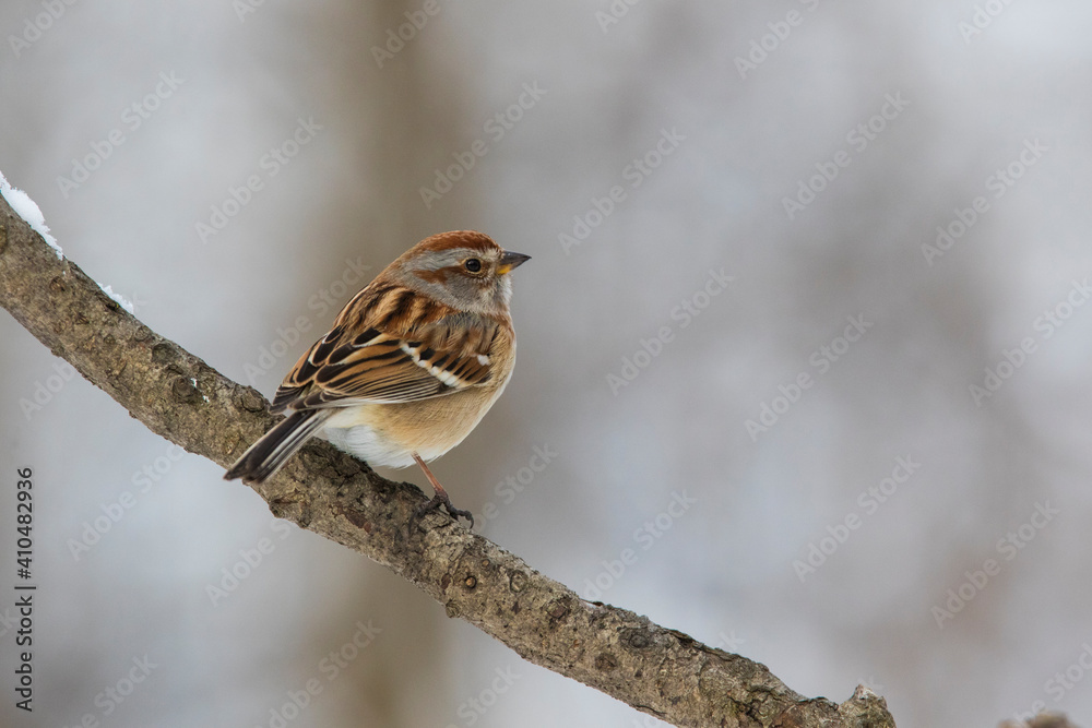 American tree sparrow (Spizelloides arborea) in winter American tree sparrow (Spizelloides arborea) in winter