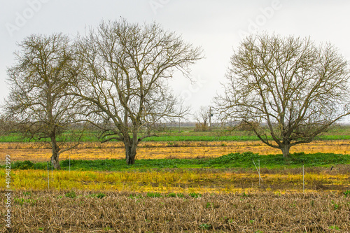 Beautiful naked trees in the middle of coloured fields. Yellow and green fields with trees
