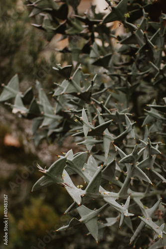 cactus with geometric leaves. close-up photography