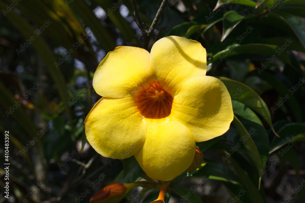 Allamanda cathartica, commonly called golden trumpet Allamanda cathartica, commonly called golden trumpet