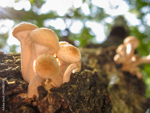 Beautiful honey mushrooms growing in group on a tree trunk. Honey agaric