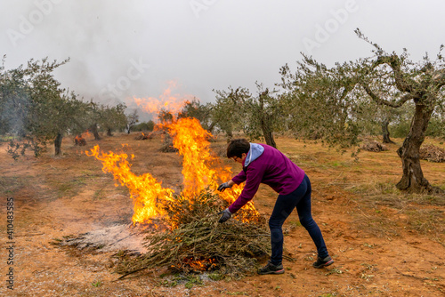 Young girl burning olive tree pruning after olive harvest in Spain