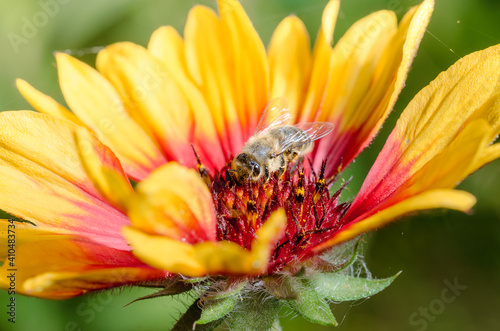 Bee pollinates a red-yellow flower.