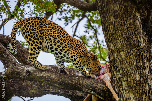 A leopard on a tree with a kill of impala in Kruger NP South Africa.