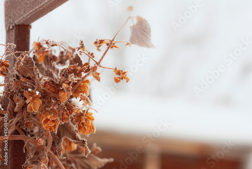 A bush of hops in winter in a frosty haze wrapped around a rusty metal gate. Selective focus. photo