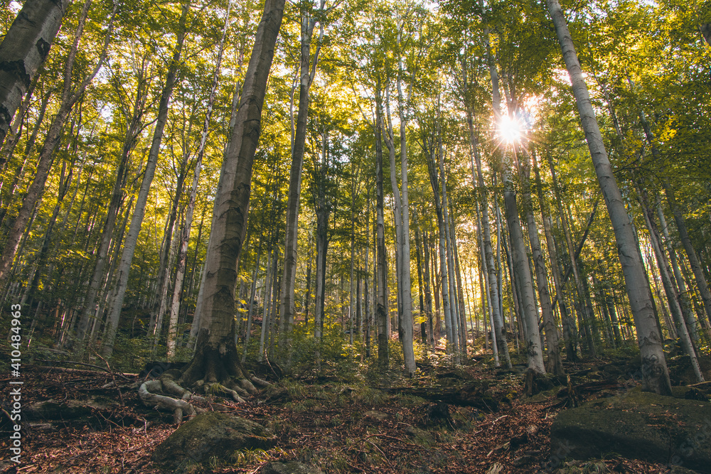 Obraz premium Summer birch forest in the north of Bohemia. Diverse biodiversity of the Czech country. The sun's rays penetrate through a wall of green leaves. Livelihood for smaller plants