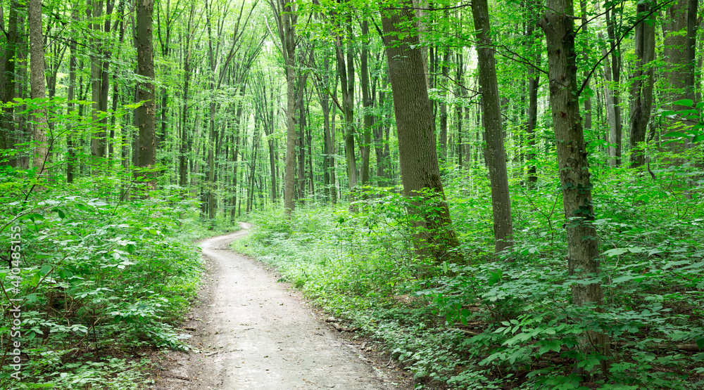 green Forest trees. nature green wood sunlight backgrounds green Forest trees. nature green wood sunlight backgrounds