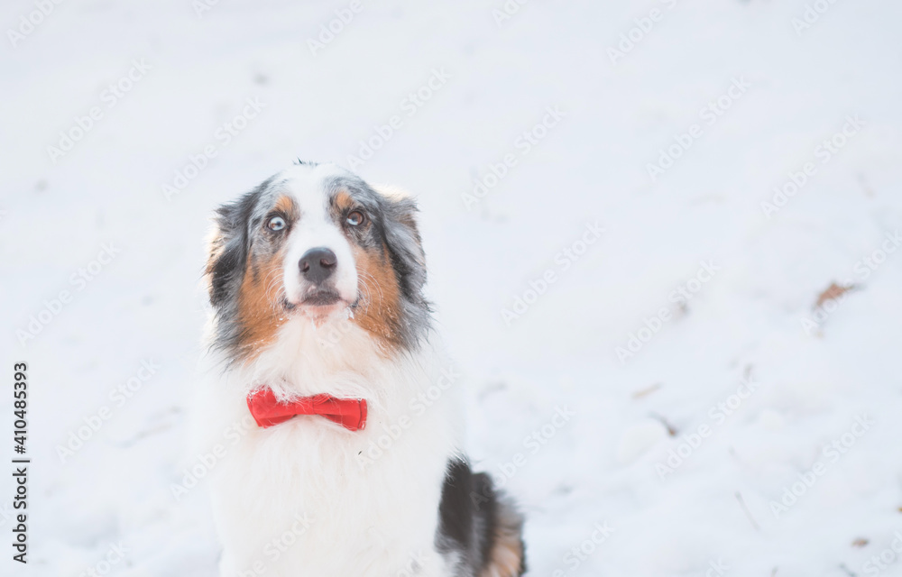 Australian shepherd merle dog in red bowtie in winter forest. Valentine. Australian shepherd merle dog in red bowtie in winter forest. Valentine.