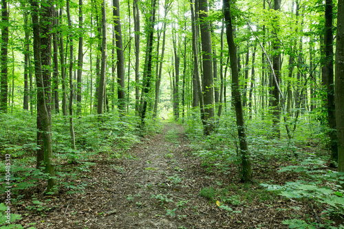 green Forest trees. nature green wood sunlight backgrounds