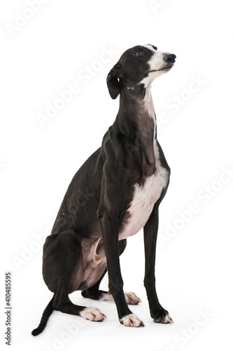 spanish greyhound