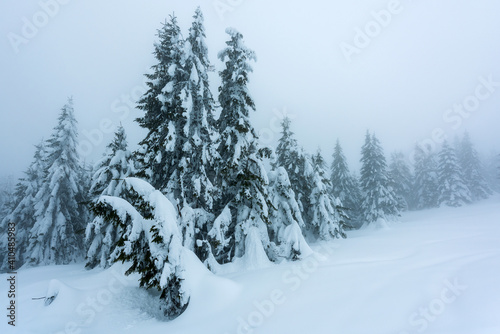 Top of the mountain with snowy trees in morning fog. © krstrbrt