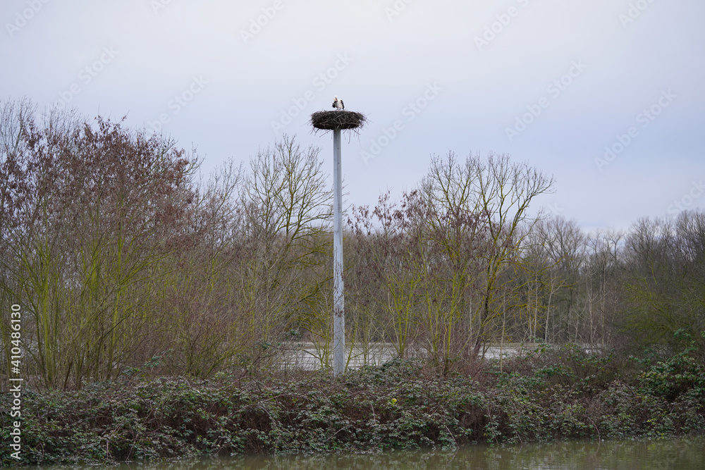 a white stork Ciconia ciconia on the stork's nest during the floods on the rhine a white stork Ciconia ciconia on the stork's nest during the floods on the rhine