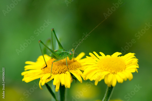 grasshopper on yellow flowers