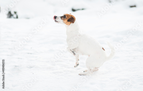Fototapeta Naklejka Na Ścianę i Meble -  Jack Russell terrier dog standig in winter forest. 