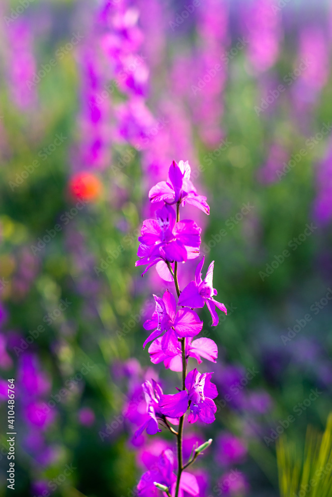 Obraz premium Landscape with beautiful purple flowers against the backdrop of the rays of the setting sun. A headset for your phone, desk or wall poster.