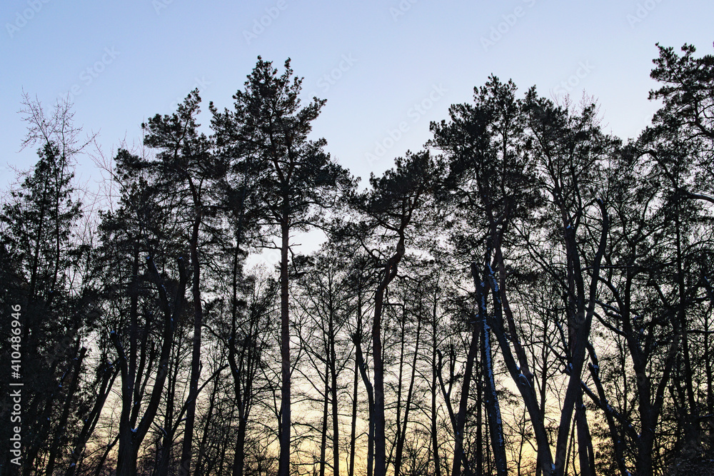 Black silhouettes of old trees against the sky during sunset. Concept of nature and landscape. Abstract background. Scenic winter sunset in the Pushcha-Vodytsia. Kyiv neighborhood, Ukraine Black silhouettes of old trees against the sky during sunset. Concept of nature and landscape. Abstract background. Scenic winter sunset in the Pushcha-Vodytsia. Kyiv neighborhood, Ukraine