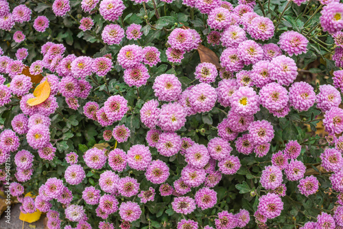 Chrysanthemum autumn flowers in the park.