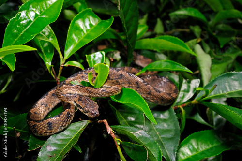 Sri Lanka Cat Snake // Sri Lanka Nachtbaumnatter, Sri Lanka Katzennatter (Boiga ceylonensis) photo