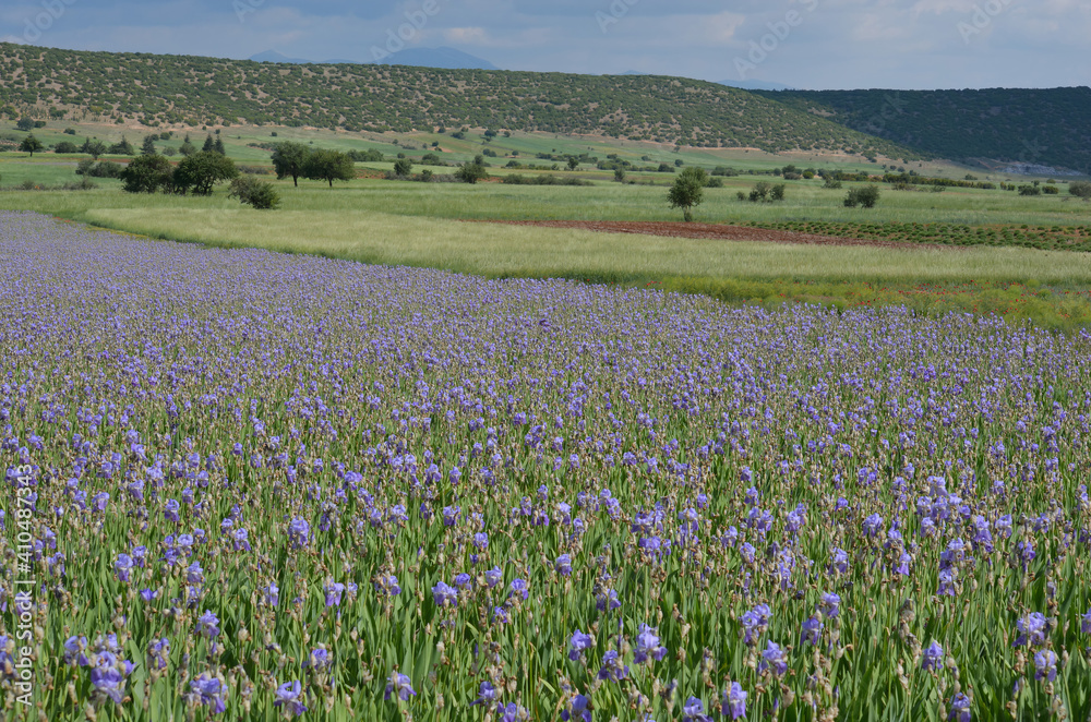 Fototapeta premium The purple lily garden. A field of purple lilies. Purple lilies bred to make perfumes.
