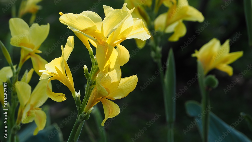 Fototapeta premium daffodils in spring