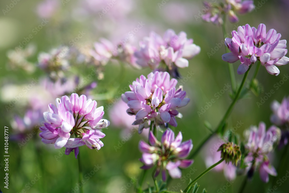 Pink purple flower and herb leaves. Field beautiful flower in the spring rural landscape. Flower Nature Garden. Blooming lilac flowers in the meadow, beautiful nature in spring and summer Pink purple flower and herb leaves. Field beautiful flower in the spring rural landscape. Flower Nature Garden. Blooming lilac flowers in the meadow, beautiful nature in spring and summer