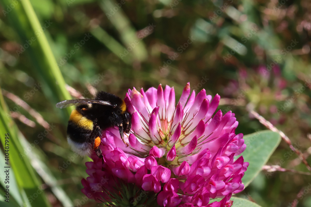 Bumblebee insect collects pollen and nectar on red clover, macro close-up Bumblebee insect collects pollen and nectar on red clover, macro close-up