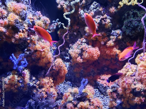 Fototapeta Naklejka Na Ścianę i Meble -  coral reef in an aquarium