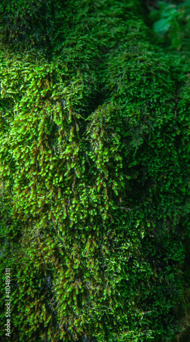 Green wet moss texture, background. Free copy space for design.