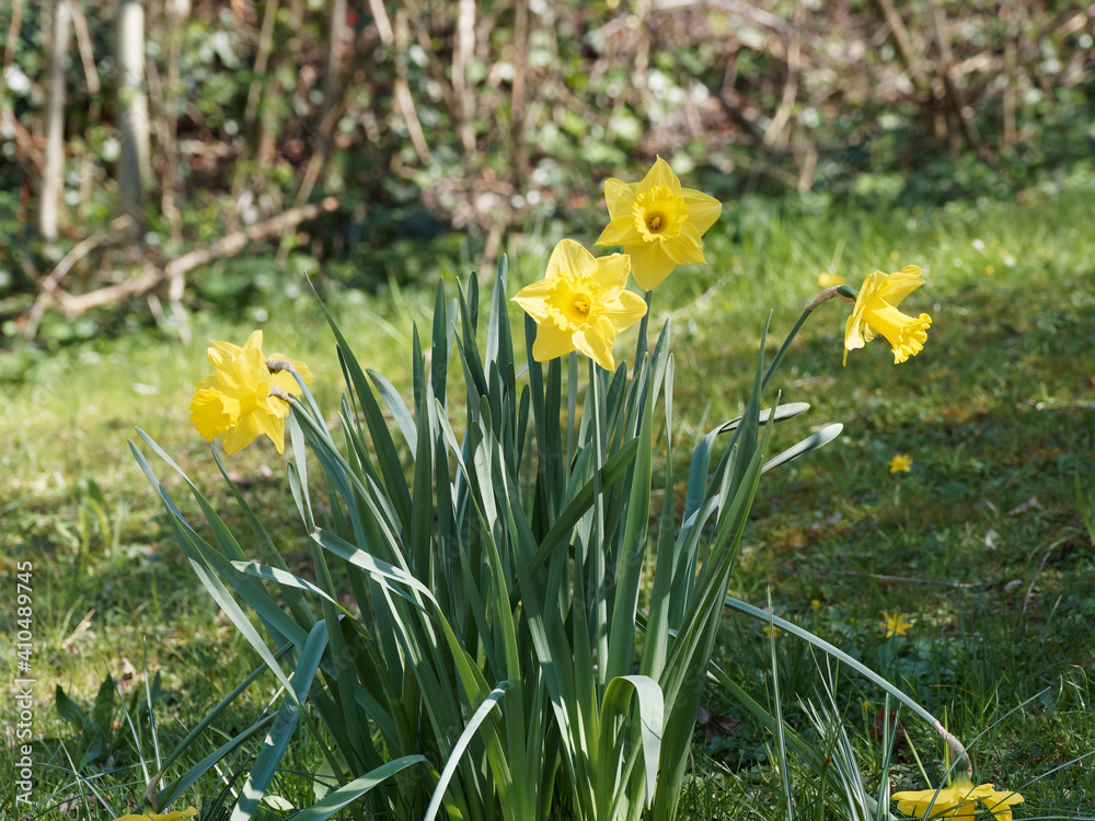 Fototapeta premium Narcissus pseudonarcissus | Wild daffodil or Lenten lily, flowers with yellow petals with darker central trumpet and long greyish green leaves at base of stems