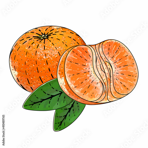 Mandarin vector engraved style illustration for posters, decoration and print. Hand drawn etching sketch of passion fruit in colorful. Detailed vegetarian food linocut drawing. Scratch board imitation